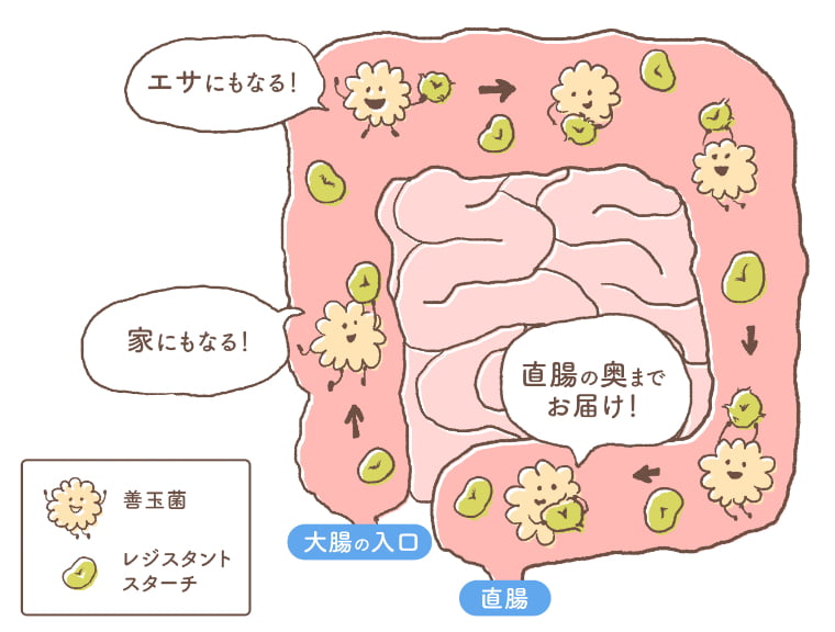 大腸でのレジスタントスターチの役割のイラスト画像