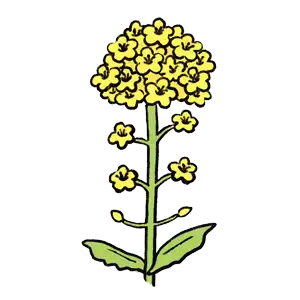 なたね油