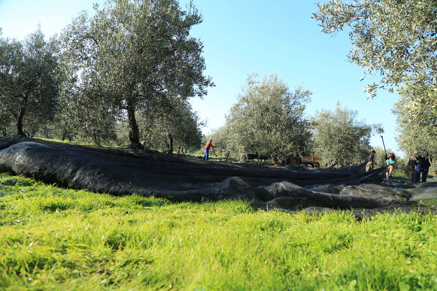南スペインのオリーブ畑の画像