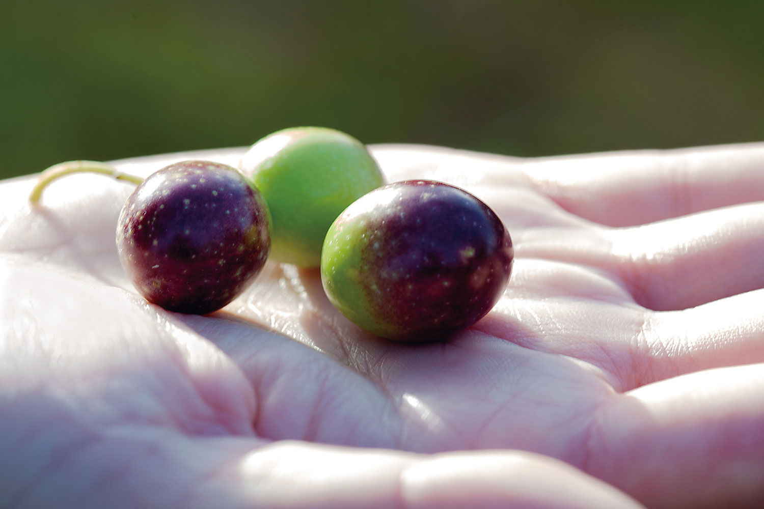 オリーブの果実の画像