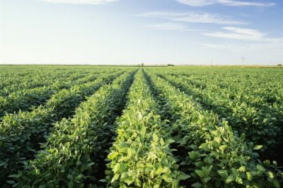 Image of a vast soybean farm