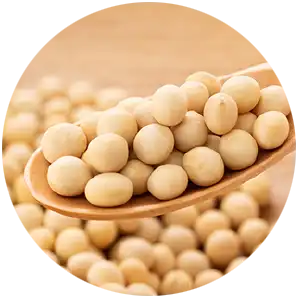 Soybean