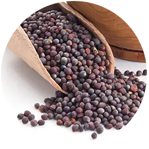 Canola (Canola)