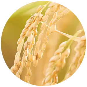 Rice