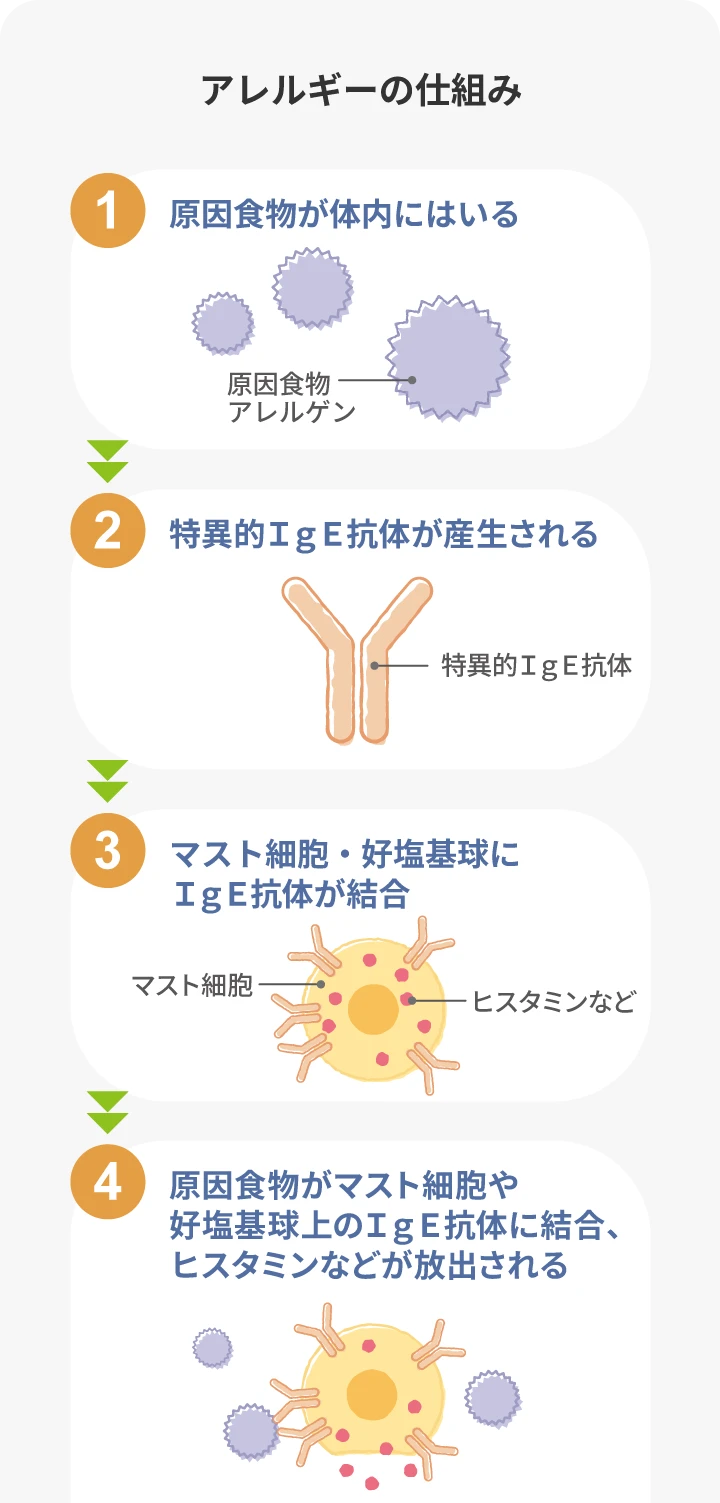 アレルギーの仕組み