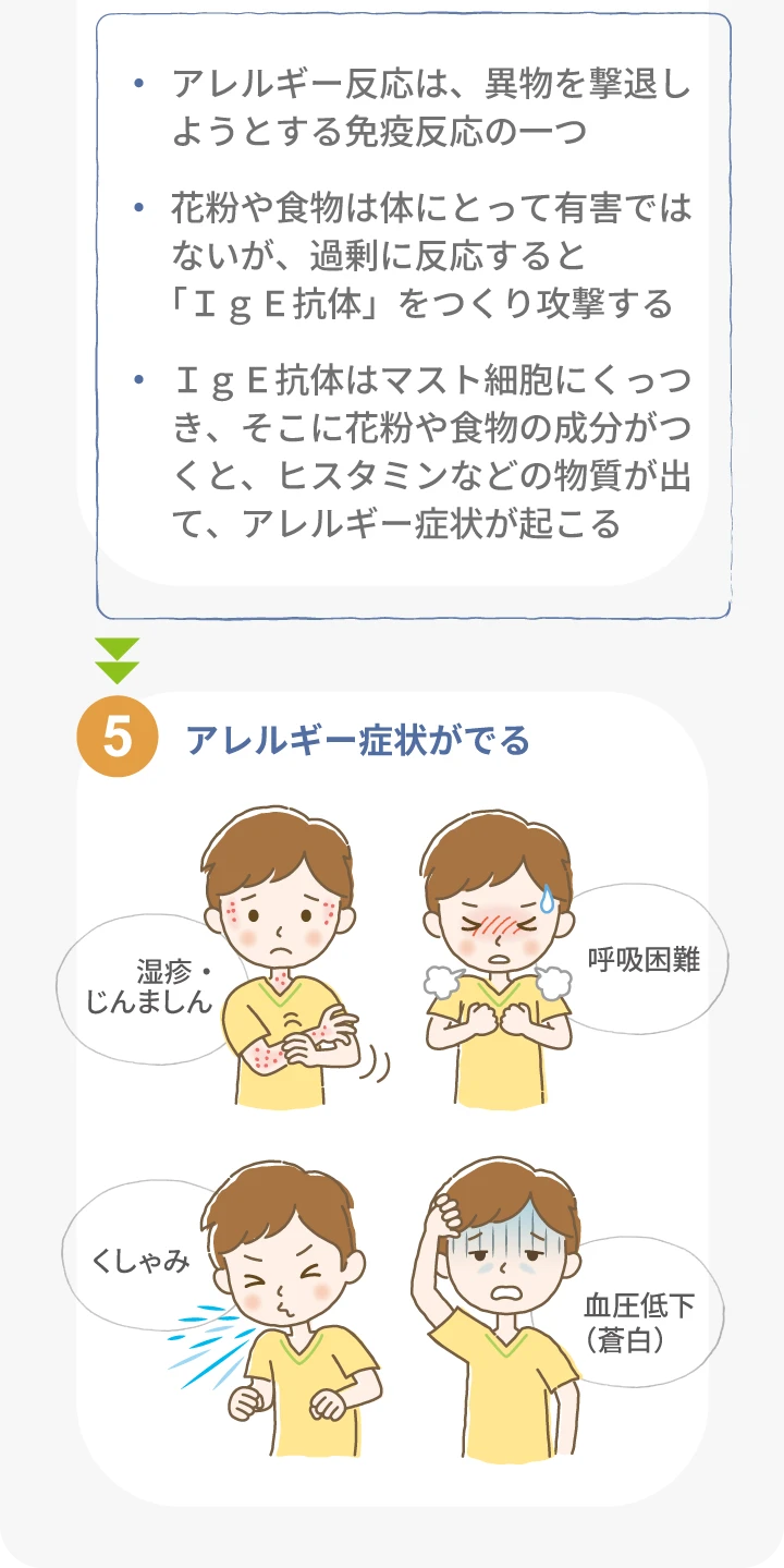 アレルギーの仕組み