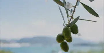 サステナビリティ