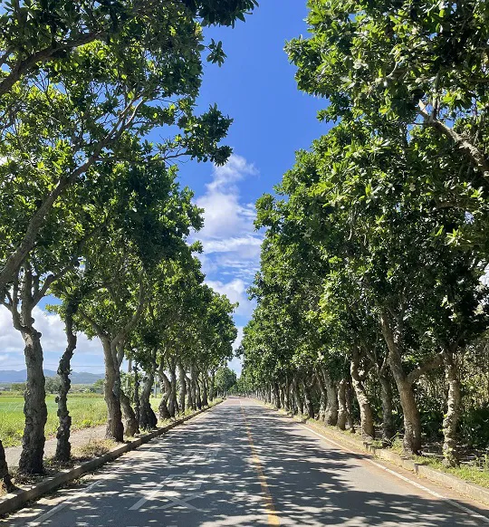 テリハボクの街路樹の画像