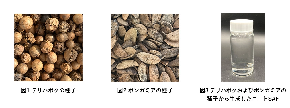 食用に適さない植物の種子から生成した国産SAF