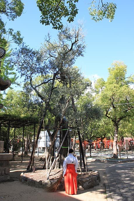 湊川神社の日本最古のオリーブ樹の保存活動